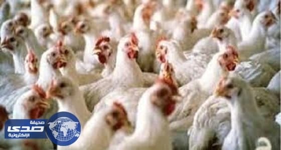 حظر استيراد الطيور الحية وبيض التفقيس والصيصان من ماليزيا