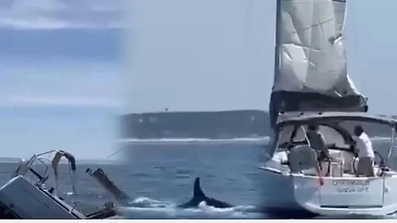 حيتان الأوركا تهاجم قارباً سياحياً.. فيديو