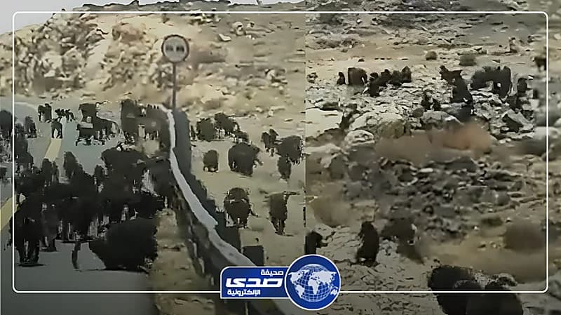ظهور عدد مخيف من القردة على إحدى الطرق السريعة .. فيديو