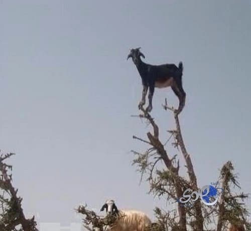 من يدفع أكثر !!