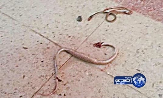 ثعبانان يثيران الرعب في مدرسـة بنـات