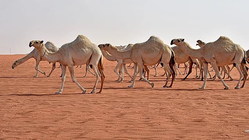 بالفيديو .. البيئة: عقوبة إهمال ملاك الإبل قد تصل إلى القضاء