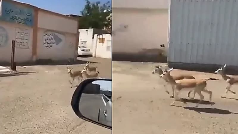 بالفيديو.. غزلان صغيرة تتجول داخل حي سكني