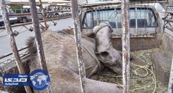 " عمالة مخالفة " بالباحة يحملون جملاً هزيلاً استعداداً لسلخه وبيعه للمواطنين