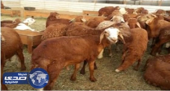 25 % ارتفاع أسعار " السواكني " بعد حظر الأغنام الصومالية