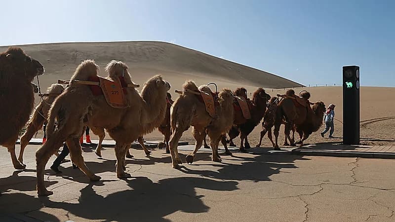 نشر إشارة مرور خاصة بالإبل على الطرق لأول مرة