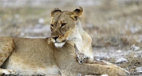 بالصور.. أنثى أسد تلهو مع غزالة صغيرة