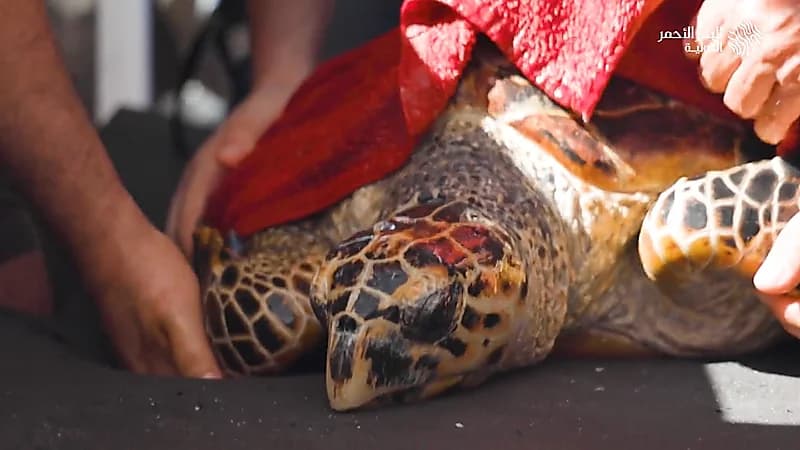 بالفيديو.. إعادة سلحفاة صقرية المنقار إلى بيئتها الطبيعية في البحر الأحمر
