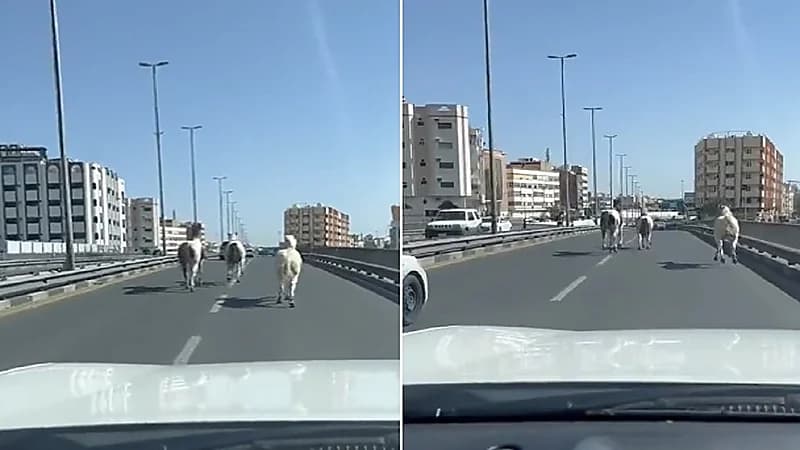 خيول تركض فوق كوبري بالطائف.. فيديو