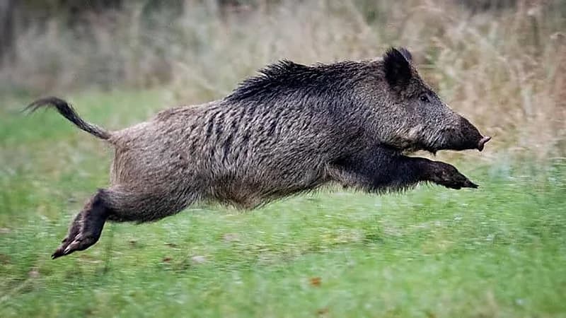 امرأة تتعرض لهجوم وحشي من خنزير على شاطئ البحر