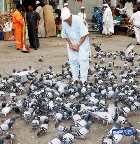 بالصور.. الجيش اليمني يقتحم القصر الجمهوري بتعز ومقتل عشرات الحوثيين