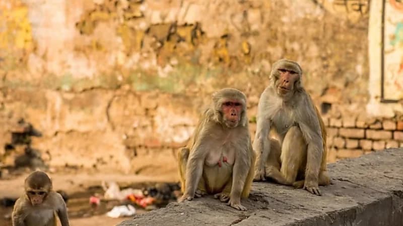 نهاية مأساوية لعجوز هاجمتها قرود شرسة داخل منزلها