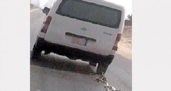 ضبط قائد حافلة يسحل قطتين على الطريق السريع بالأحساء