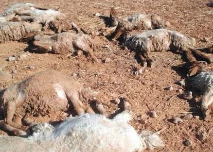 أمين منطقة الجوف يصدر قرارا بتأخير دوام عمال النظافة بسبب الموجة الباردة