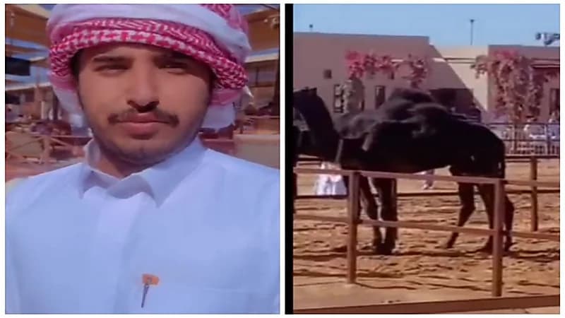 لغة التواصل بين الإبل ومالكها.. فيديو