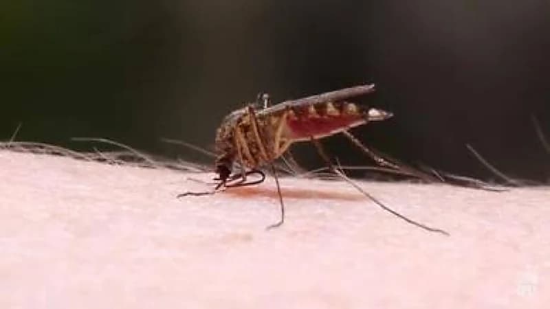 سر رغبة البعوض في لدغ الإنسان