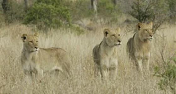 مجموعة أسود تلتهم رجلا حاول صيدها بجنوب أفريقيا