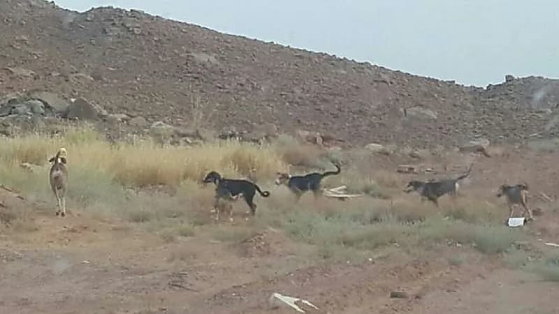 أمانة الرياض تعتزم تنفيذ مشروع للسيطرة على الحيوانات الضالة