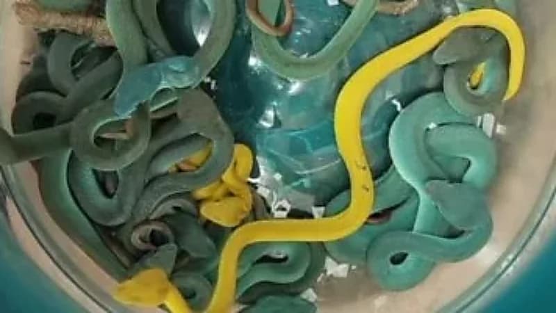 مصر تحبط كارثة بيولوجية: ضبط 300 كائن حي نادر وسام قبل تسربها للبيئة