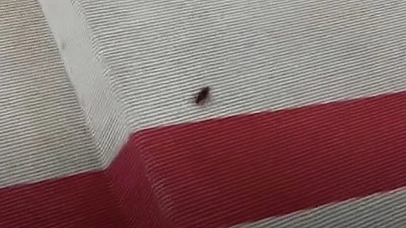 لقطات لصرصور على السجادة الحمراء لحفل الجرامي تثير الجدل