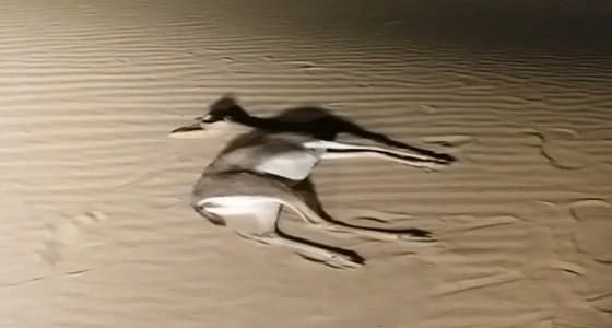 بالفيديو.. مقيم سوداني يصدم غزالا على طريق الرفيعة