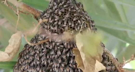 ضبط مراهقان لقتلهما نصف مليون نحلة