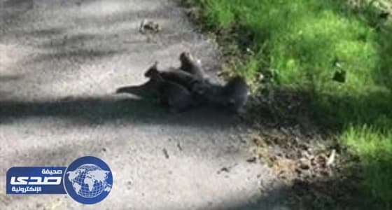 الموانئ تحقق نمواً لافتاً في أعداد الحاويات رغم الجائحة العالمية