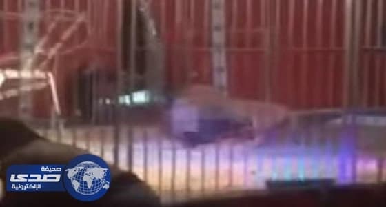 بالفيديو.. أسد ينقض على مدربه أثناء عرض بسيرك في فرنسا