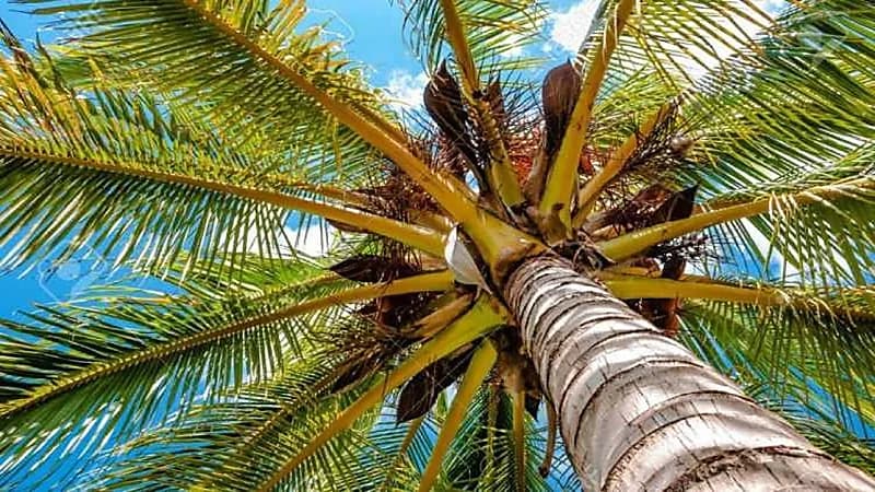 رجل يهرب من زوجته بالعيش فوق النخيل