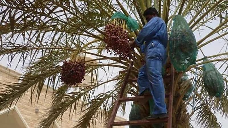 المرزم يبدأ غدًا: طباخ التمر يعلن ذروة الحر وبداية وفرة الرطب