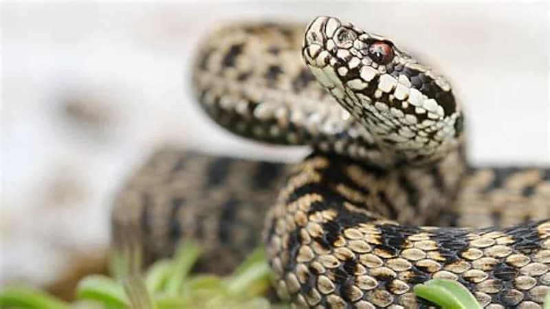 "الحصيني" يحذر من الأفاعي والعقارب مع شدة البرد