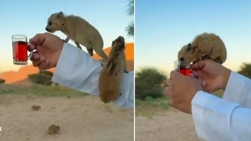 شاب يثير الجدل بتربية الوبر ومشاركته مشروب الشاي الساخن.. فيديو