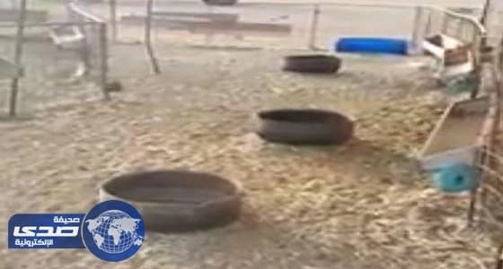 بالفيديو.. لصوص يسرقون 85 رأسا من الغنم