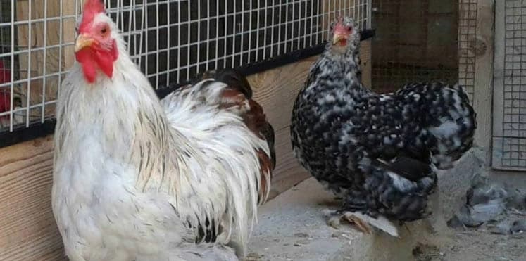 بالصور..دجاجة غريبة بقرنين كبيرين تثير الجدل