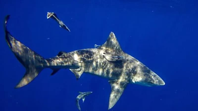 طفل يفقد ساقه بعد هجوم سمكة قرش عليه داخل المياه