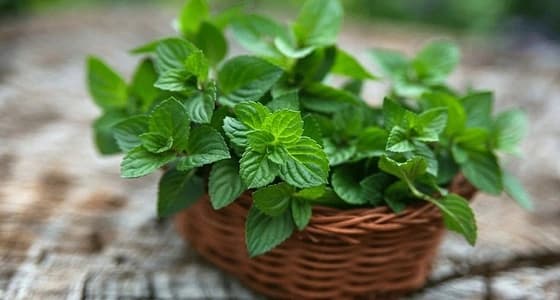 فوائد تناول أوراق النعناع كمُسكن للآلام