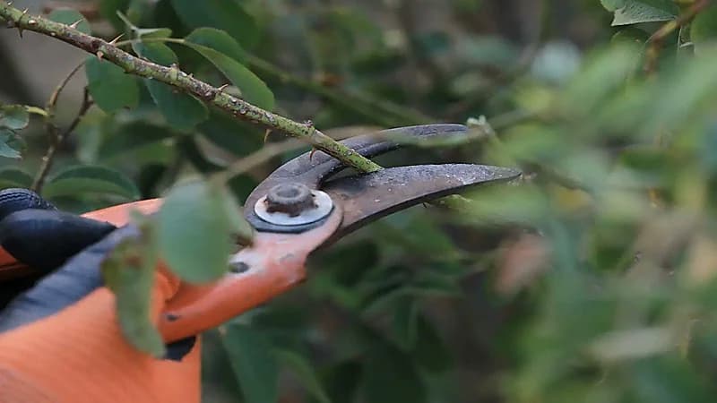 سبب تقليم أشجار الورد الطائفي الأغلى بالعالم