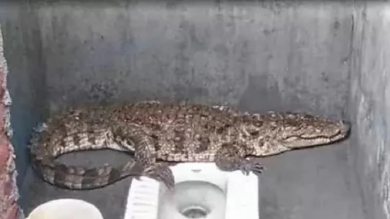 هندي يتفاجأ بتمساح عملاق يتجول داخل حمام منزله