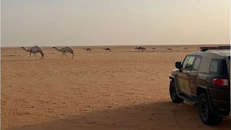 ضبط مخالف لارتكابه مخالفة رعي في محمية الإمام عبدالعزيز بن محمد الملكية