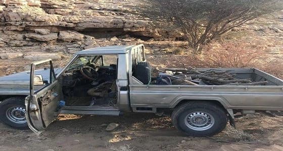 بالصور.. عمالة عربية تقطع أكثر من 70 شجرة في الأفلاج للكسب المادي