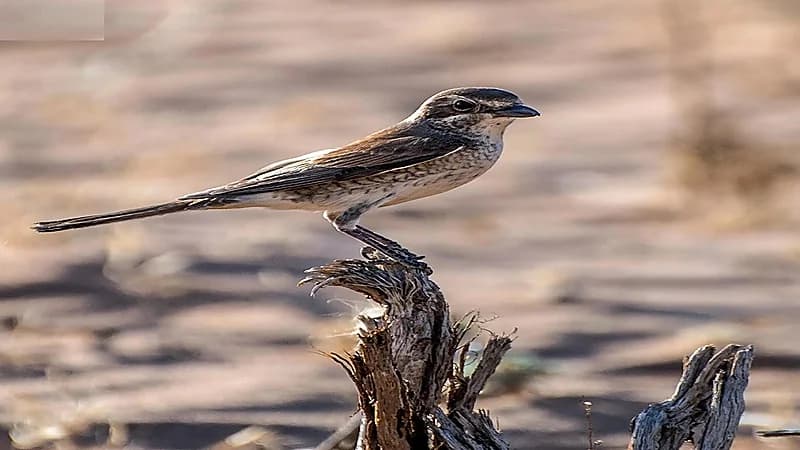 رصد طائرَي صرد أحمر الظهر وصرد أحمر القنّة في الحدود الشمالية