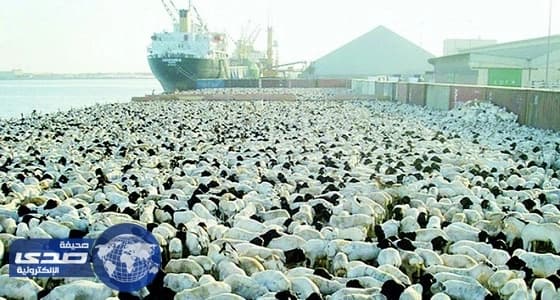 17 مليون رأس إنتاج المملكة من المواشي سنويا