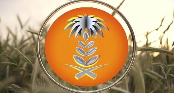 " العامة للحبوب " تنتهي من ترسية الدفعة الثالثة من القمح المستورد هذا العام