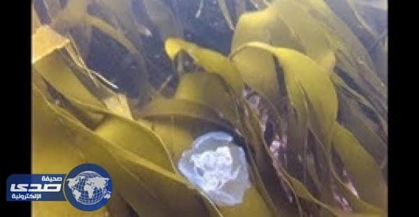 فيديو مٌذهل لقناديل البحر تحاصر غواصا