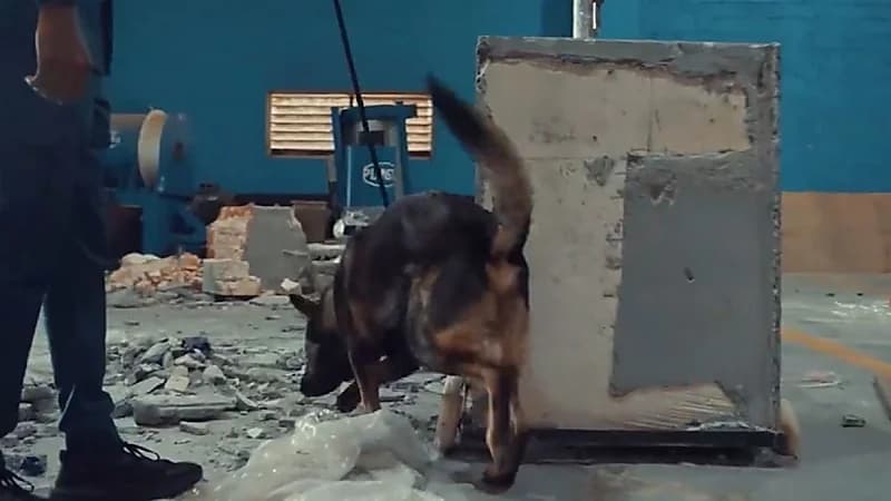 إحباط محاولة تهريب أكثر من 1,2 حبة كبتاجون في منفذ حالة عمّار .. فيديو