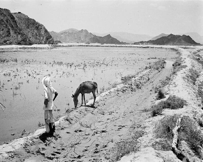 صورة رائعة لصبي يقف على حافة حقل أرز بمحايل عسير
