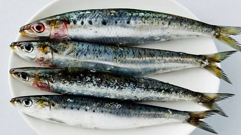 "مختص" يكشف عن أفضل 3  أنواع سمك تحارب الاكتئاب