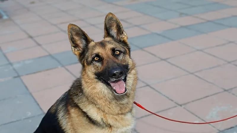 فتح تحقيق في واقعة إجبار زوجة على مضاجعة كلب