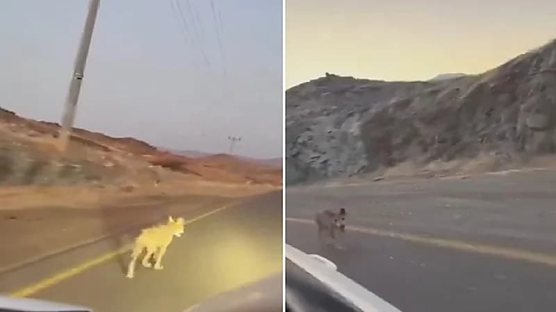 ذئب يتهجم على مركبة أثناء سيرها بالمدينة المنورة .. فيديو