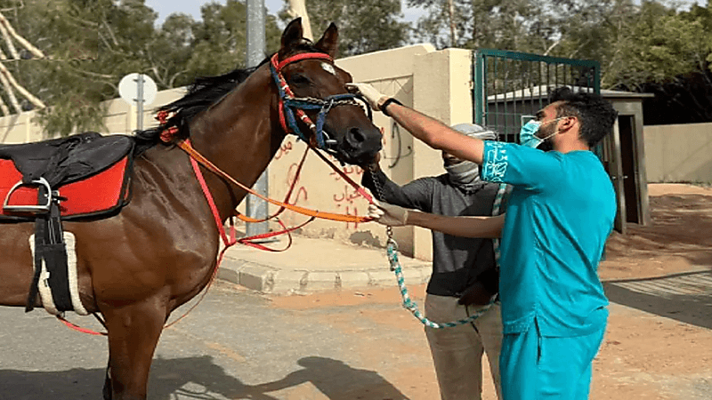 مركز "وقاء" يعلن رسميًّا خلو المملكة من مرض الرعام